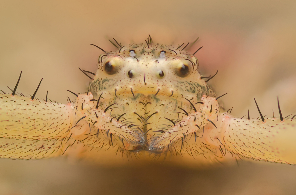 Xysticus auctificus