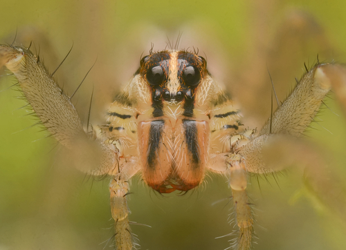 Rabid wolf spider