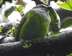 Pseudocalyptomena graueri