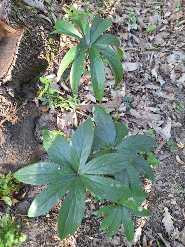 Helleborus odorus, photograph 4