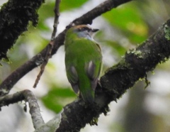Pseudocalyptomena graueri