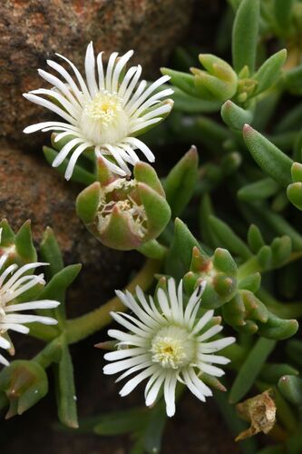 Delosperma herbeum, photograph 6