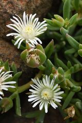 Delosperma herbeum, photograph (c) Gary Yong Gee, some rights reserved (CC BY)
