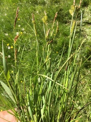 Carex flacca