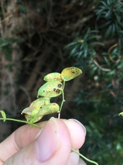 Puccinia myrsiphylli