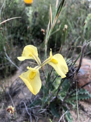 Moraea cooperi