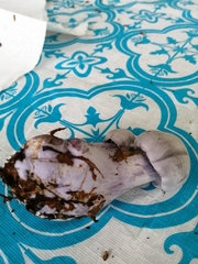 Cortinarius lilacinus