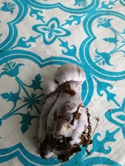 Cortinarius lilacinus