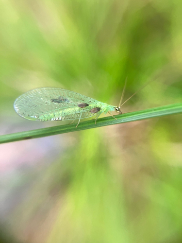 Golden-eyed Lacewing photo 3