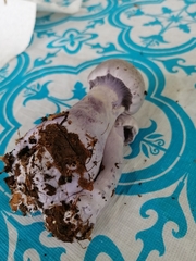 Cortinarius lilacinus