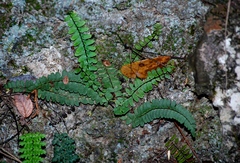 Asplenium resiliens