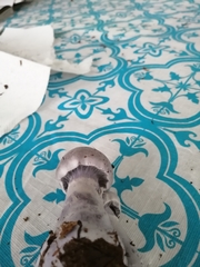 Cortinarius lilacinus