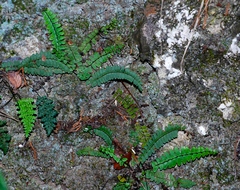 Asplenium resiliens