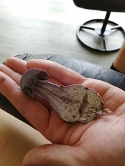 Cortinarius lilacinus