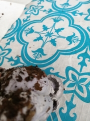 Cortinarius lilacinus