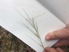 Aristida tuberculosa