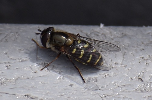 Unknown species found near Glacier National Park, Babb, MT, US