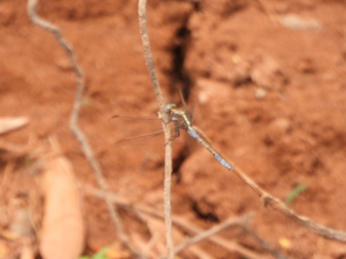 Epaulet Skimmer