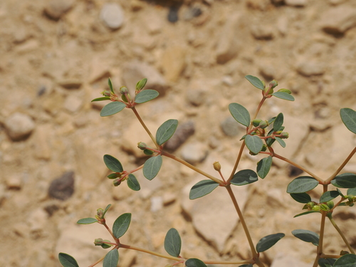 Perennial Sandmat (Euphorbia perennans)