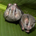 Silver Fruit-eating Bat - Photo (c) Reinaldo Aguilar, some rights reserved (CC BY-NC-SA)