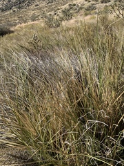 Muhlenbergia dubia