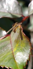Toxomerus