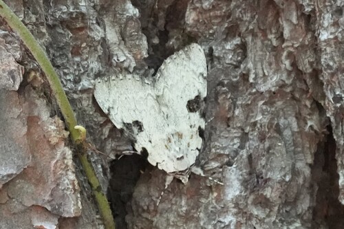 Sappho Underwing photo 4