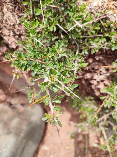 Argan tree
