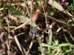 Hemiargus ceraunus astenidas