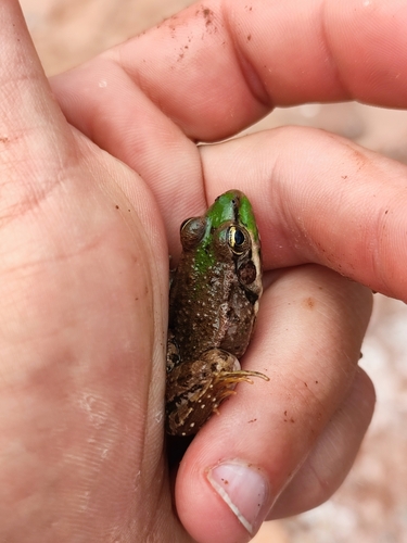 Sahara Frog