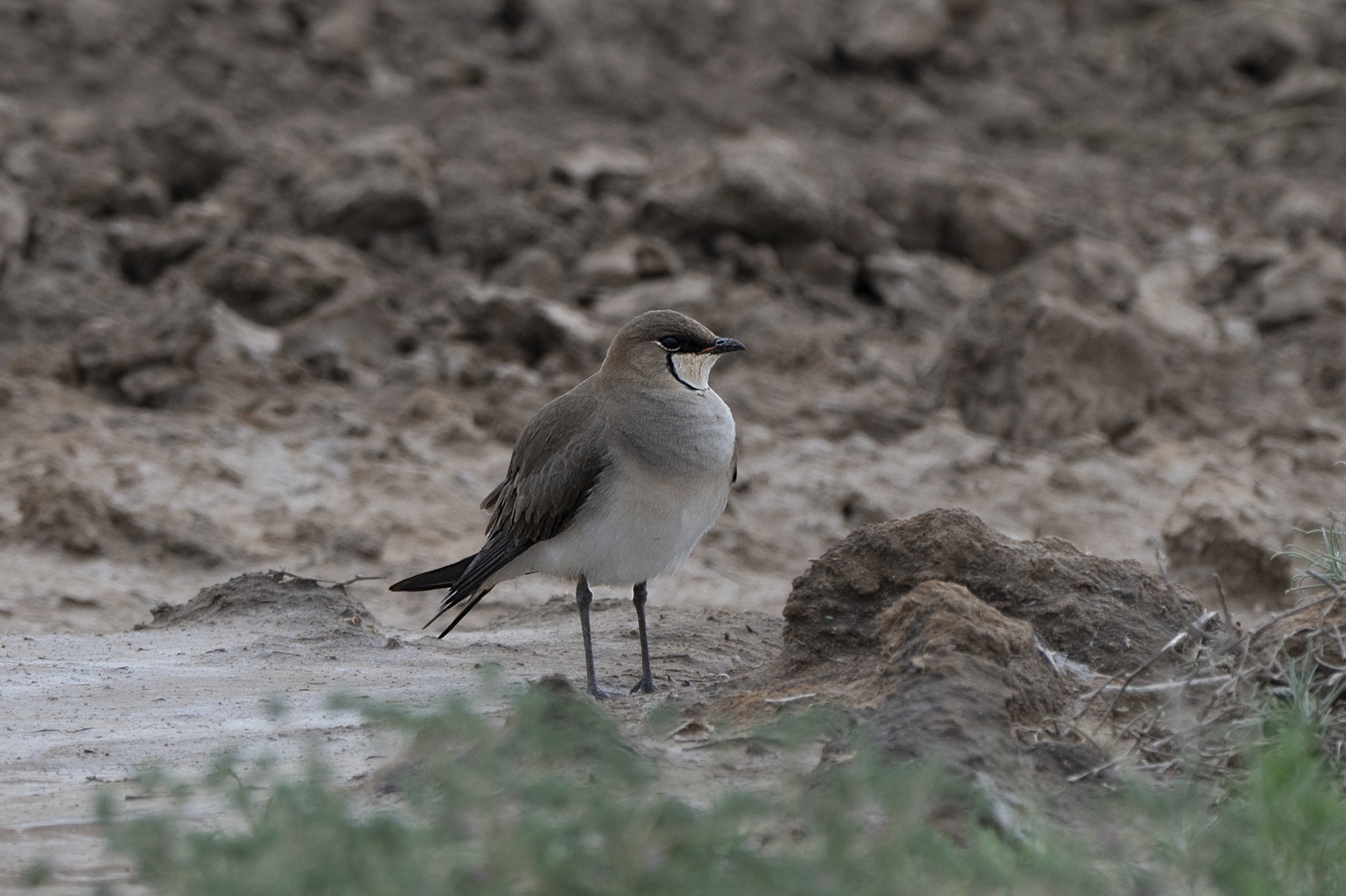 Black-winged Pratincole (Glareola nordmanni)