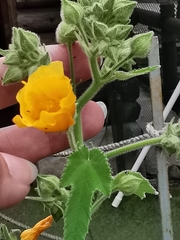 Allowissadula holosericea