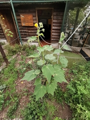 Allowissadula holosericea