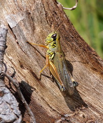 Phoetaliotes nebrascensis