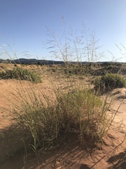 Sporobolus arenicola