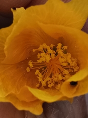 Allowissadula holosericea