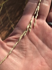 Sporobolus arenicola