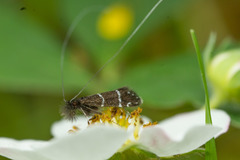 Adela septentrionella