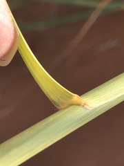 Sporobolus arenicola