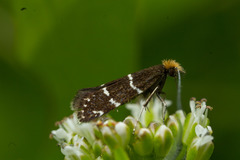 Adela septentrionella