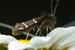 Adela septentrionella