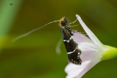 Adela septentrionella