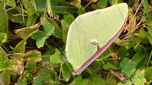 Luna Moth