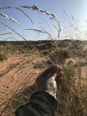 Sporobolus arenicola