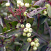 Cornus racemosa - Photo (c) George F Mayfield, algunos derechos reservados (CC BY-SA)
