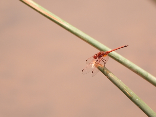 Red-veined Dropwing