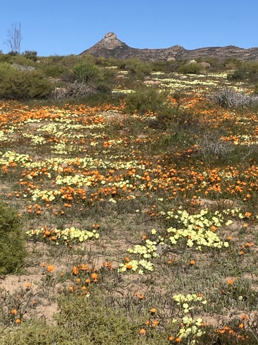 Grielum humifusum, photograph 4