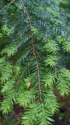 eastern hemlock