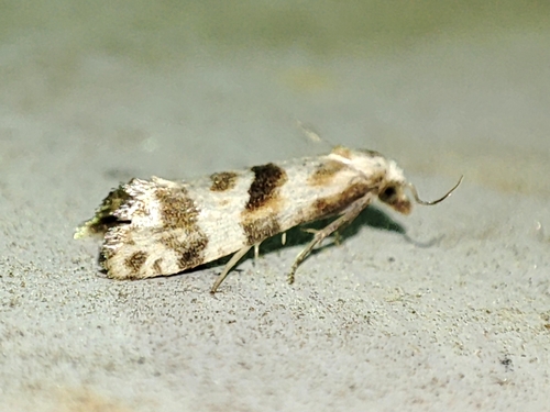 Cochylide polonaise
