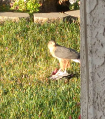 Accipiter cooperii